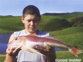 A nice gurnard off a Gurnard Grabber Flasher Rig