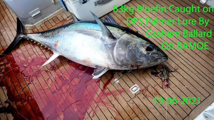 bluefin tuna graham ballard