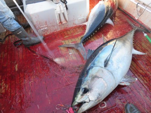 bluefin and blood