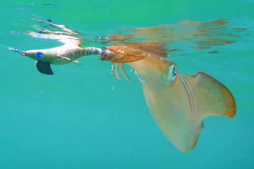 ferkins squid large-413
