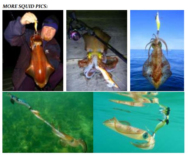 more squid pics